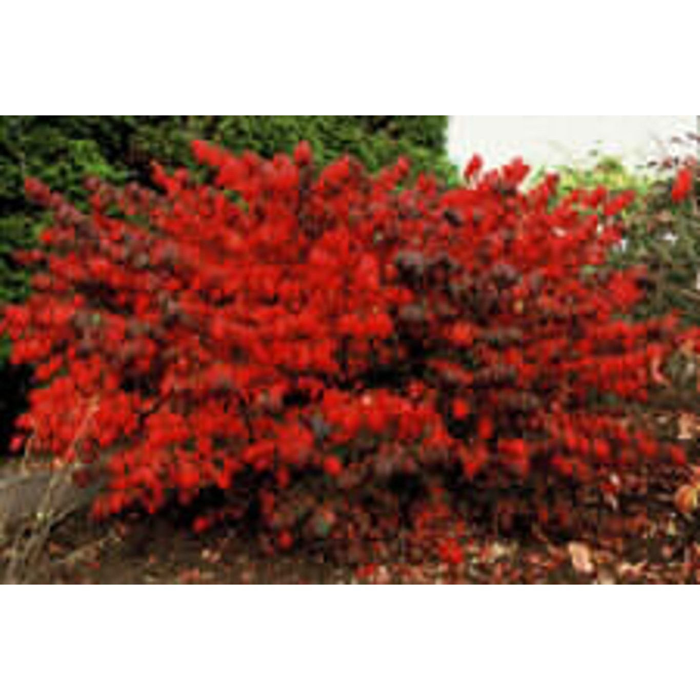 Vingbenved – Euonymus alatus 'Compactus' - 120 CM Stem C10